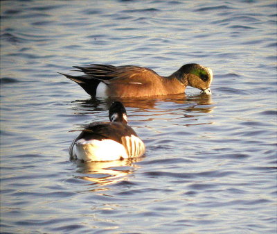 Ducks, Geese & Swans