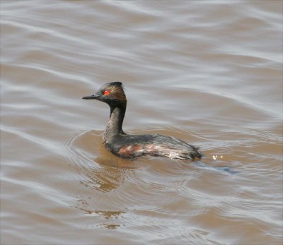 Grebes & Loons