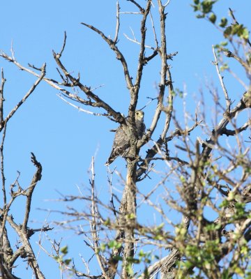 Falcon - Merlin 1 10-26-10 HB.JPG