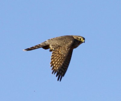 Falcon - Merlin 4 10-26-10 HB.JPG