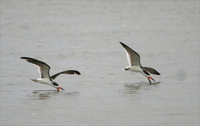 Gulls, Skimmers & Terns