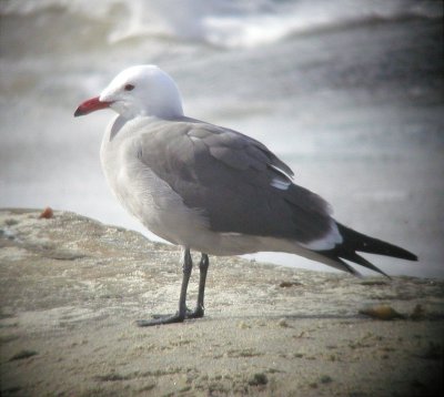 Gull - Heerman's  122402.jpg