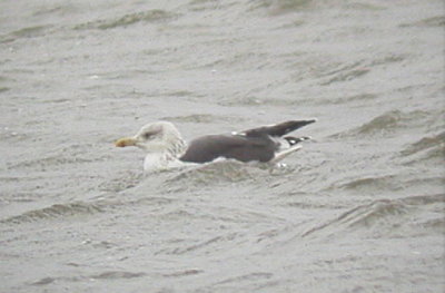 Gull - Lesser Black-backed 011506.jpg