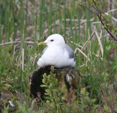 Gull - Mew 1 060508.jpg