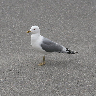 Gull - Mew 2 060208.jpg