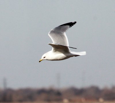 Gull - Ring-billed 01-20-2012.JPG