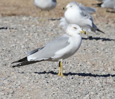 Gull - Ring-billed 1 010108.jpg