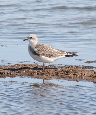 Gull - Sabine's 1 092706.jpg