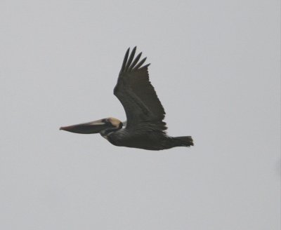 Pelican - Brown 031608.jpg