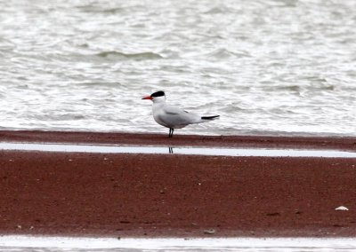 Tern - Caspian 04-27-2011.JPG