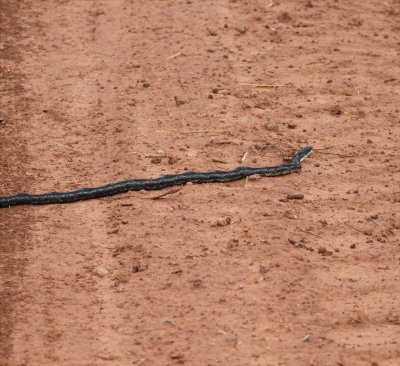 Black Rat Snake 2 09-24-10 Hamm.jpg