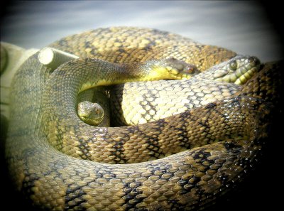 Diamondback Water Snakes 04-20-01 HB.jpg