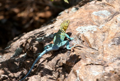 Lizard - Eastern-collared 04-07-2011.JPG