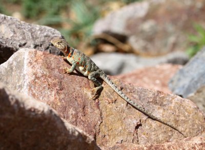 Lizard - Eastern-collared Female 04-22-2011.JPG