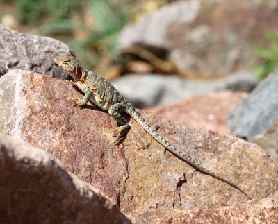Lizard - Eastern-collared Female 2 04-22-2011.JPG
