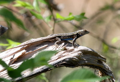 Lizard - Prairie 04-22-2011.JPG