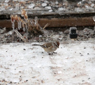 Sparrows & Dicksissel
