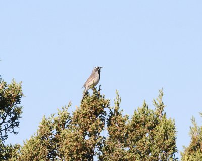 Sparrow - Black-throated 1 052809.jpg