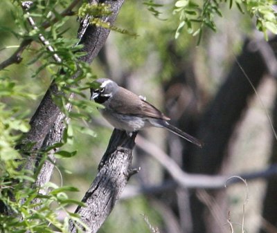 Sparrow - Black-throated 2 052809.jpg