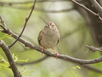 Sparrow - Cassin's 1 042809.jpg