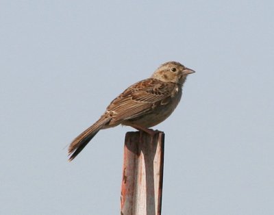 Sparrow - Cassin's 1 5-13-06.JPG