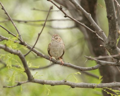 Sparrow - Cassin's 2 042809.jpg