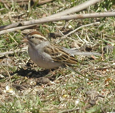 Sparrow - Chipping 1 030803.jpg