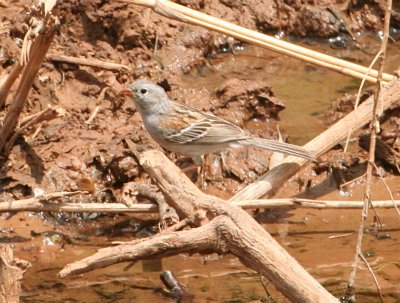 Sparrow - Field 042509.jpg