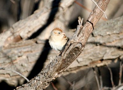 Sparrow - Field 121807.jpg