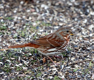 Sparrow - Fox 01-08-2012.JPG