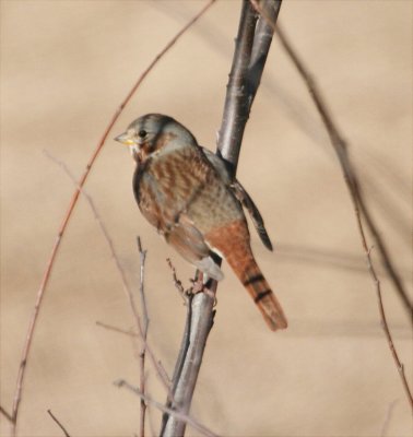 Sparrow - Fox 011308.jpg