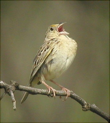 Sparrow - Grasshopper 3 052403.jpg