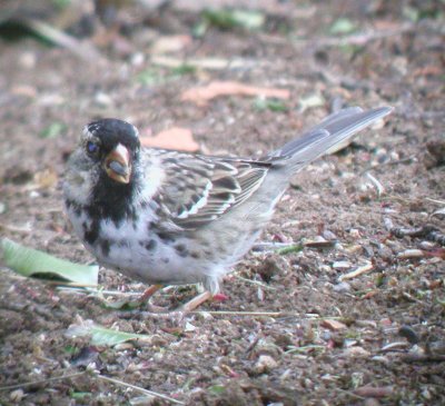 Sparrow - Harris 040502.jpg