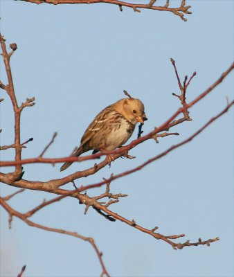 Sparrow - Harris's 013109.jpg