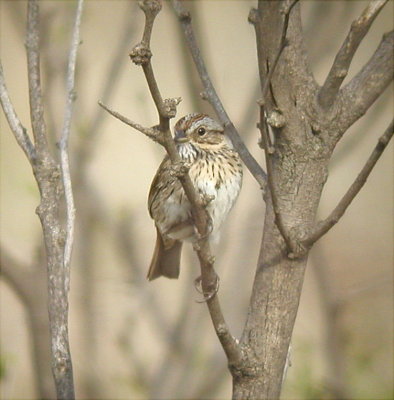 Sparrow - Lincoln 1 041605.jpg