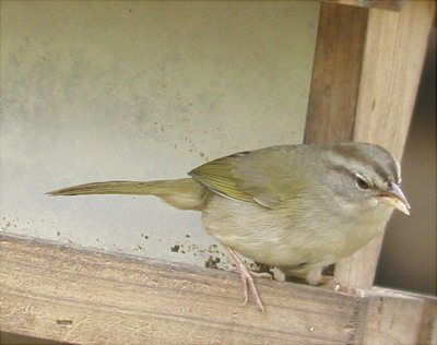 Sparrow - Olive  011505.jpg