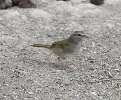 Sparrow - Olive 1 03-15-2011 TX.JPG