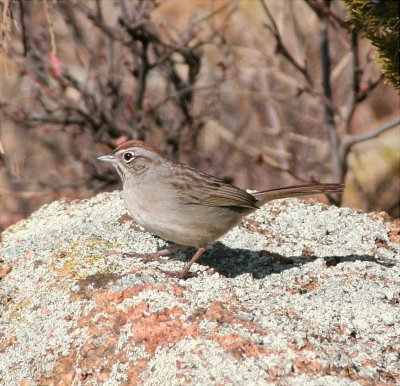 Sparrow - Rufous Crowned 122205.jpg