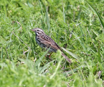 Sparrow - Savannah 1 031608.jpg
