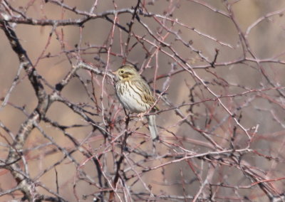 Sparrow - Savannah 12-01-2010.JPG