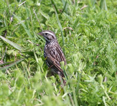 Sparrow - Savannah 2 031608.jpg
