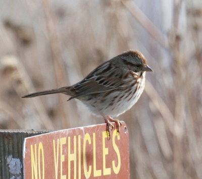 Sparrow - Song 010208.jpg
