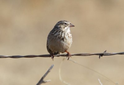 Sparrow - Vesper 04-08-2011.JPG
