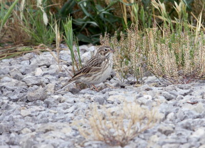 Sparrow - Vesper 05-10-2011.JPG