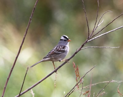 Sparrow - White-crowned 102110.JPG