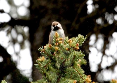 Chickadees, Creepers, Kinglets, Nuthatches & Titmouse