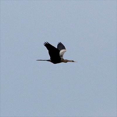 Anhinga 2 05-23-08 RS.JPG