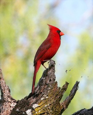 Cardinals, Mockingbirds, Pyrrhuloxia, Pipits & Wagtails