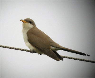 Cuckoos & Doves