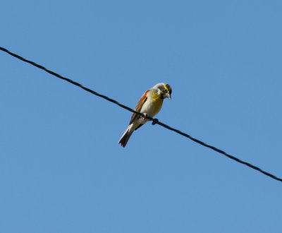 Dickcissel - 04-28-2011 HB.JPG